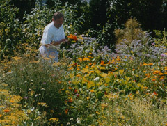 Herr Niche beim Pflücken der Blumen und Kräuter